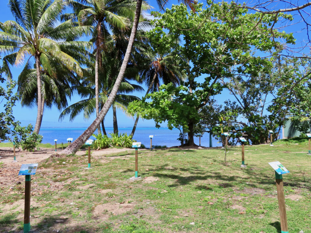 Restauration des forêts littorales en Polynésie